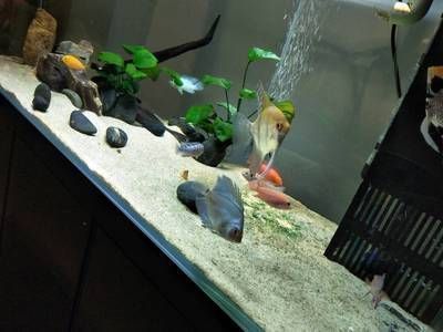 蘇虎魚最佳混養伙伴，適合與蘇虎魚混養的幾種魚類 蘇虎魚最佳混養伙伴，適合與蘇虎魚混養的幾種魚類 虎魚百科 第2張