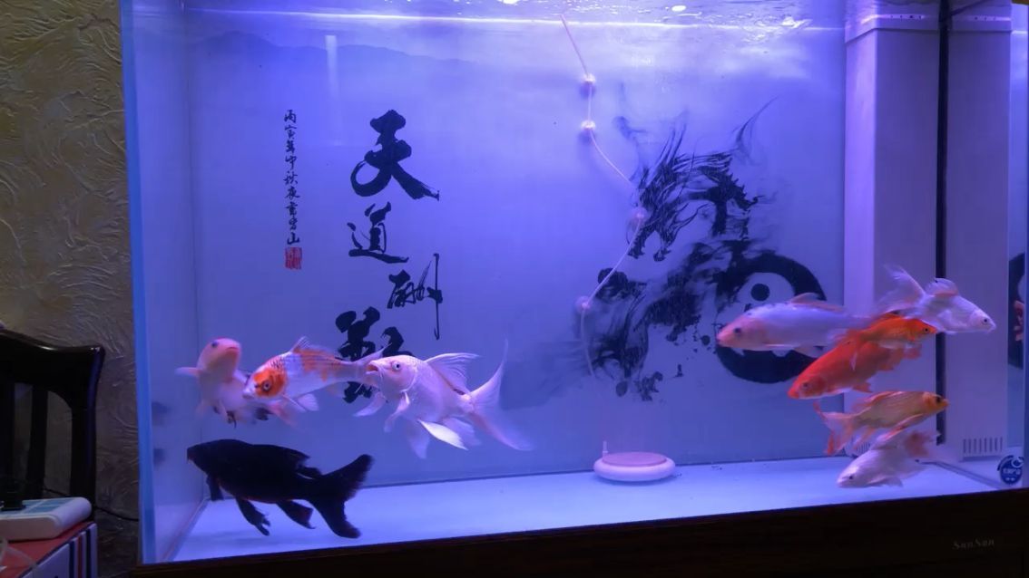 沈陽魚缸批發(fā)市場地址在哪里呀（沈陽魚缸生產(chǎn)廠家哪個的產(chǎn)品便宜） 沈陽魚缸批發(fā)市場地址在哪里呀（沈陽魚缸生產(chǎn)廠家哪個的產(chǎn)品便宜） 魚缸百科 第1張