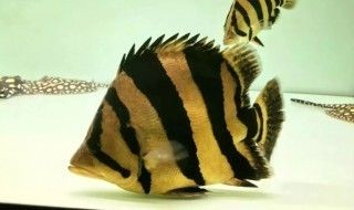 蘇虎魚最佳混養伙伴，適合與蘇虎魚混養的幾種魚類 蘇虎魚最佳混養伙伴，適合與蘇虎魚混養的幾種魚類 虎魚百科 第6張
