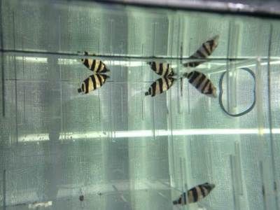 印尼三紋虎適宜水溫范圍,印尼三紋虎的適宜水溫范圍 虎魚(yú)百科 第7張 印尼三紋虎適宜水溫范圍,印尼三紋虎的適宜水溫范圍 印尼三紋虎適宜水溫范圍,印尼三紋虎的適宜水溫范圍 虎魚(yú)百科 第7張