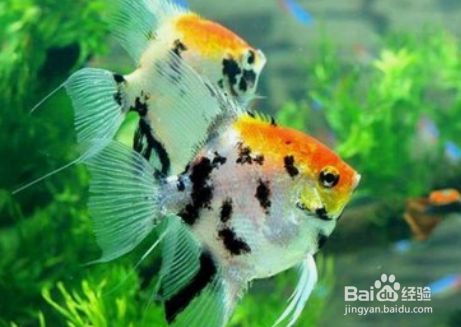 魚缸啥魚好養，如何選擇適合自己的魚缸