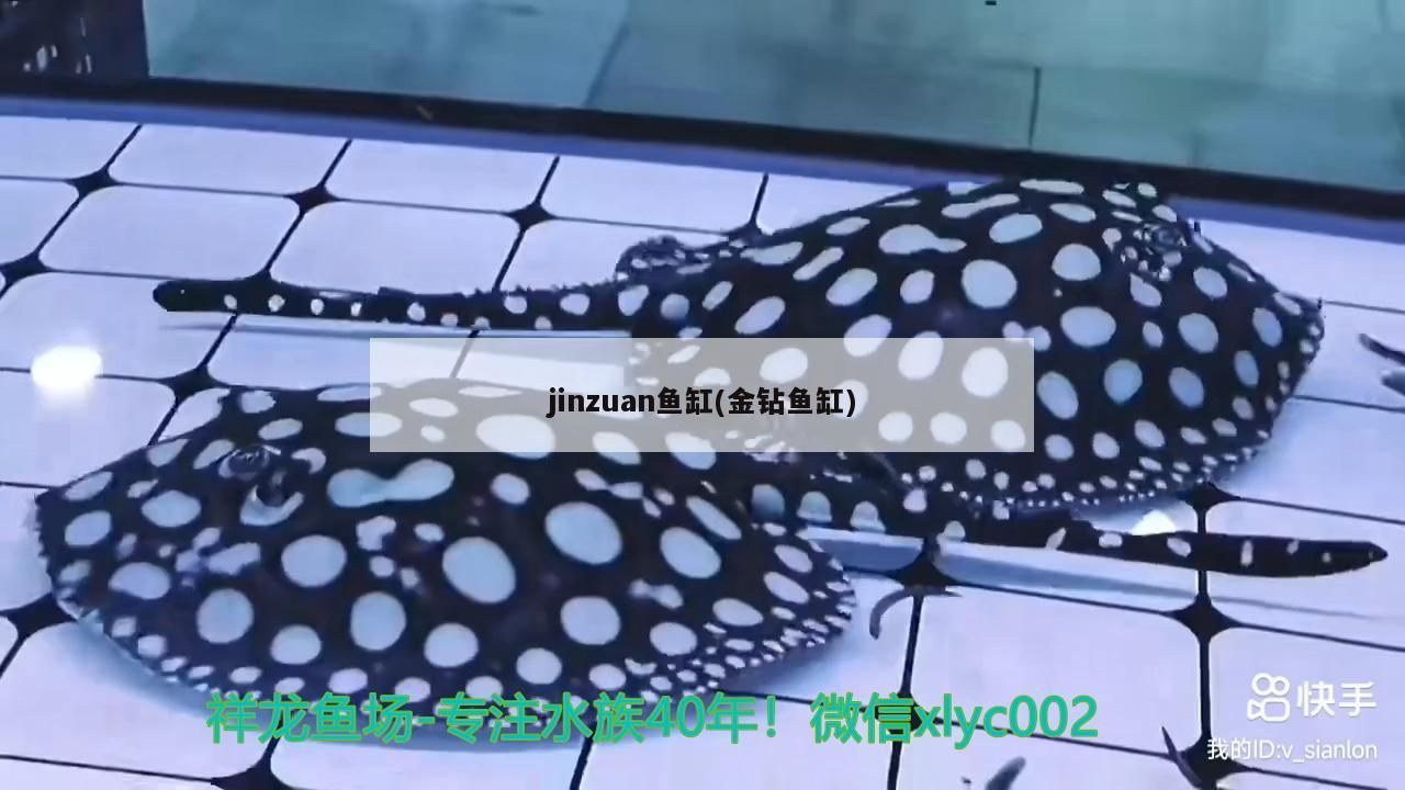 銀龍魚視頻大全視頻高清（我現在很迷茫，可以推薦一首治愈的歌曲給我）