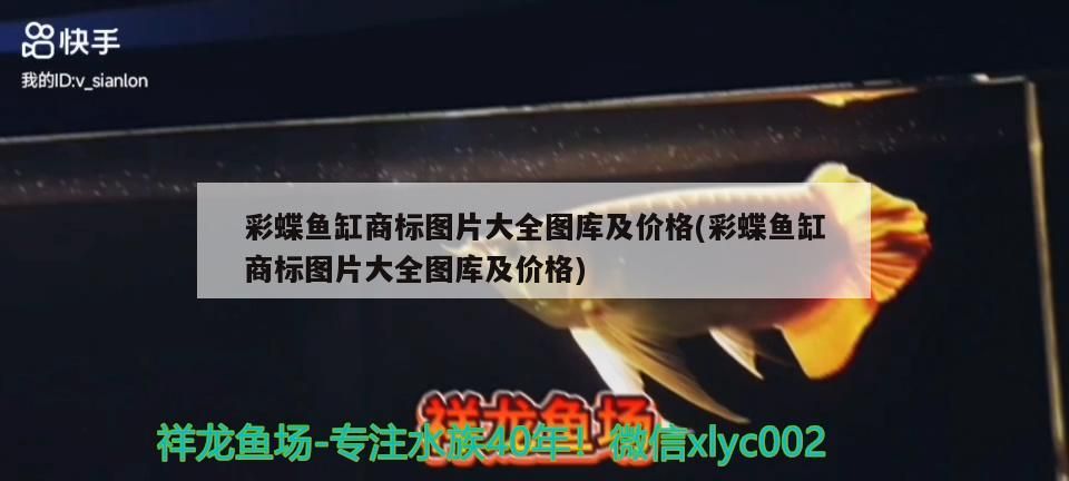 銀龍魚視頻大全視頻高清（我現在很迷茫，可以推薦一首治愈的歌曲給我）