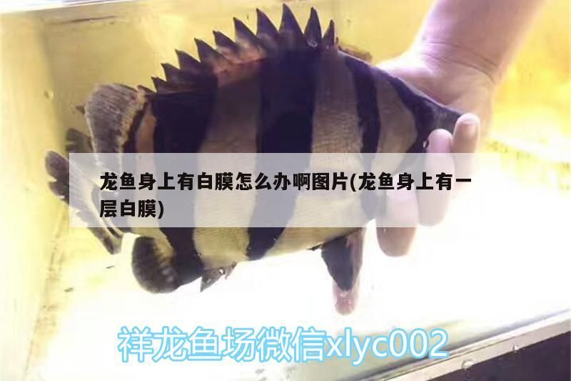 龍魚身上有白膜怎么辦啊圖片(龍魚身上有一層白膜)