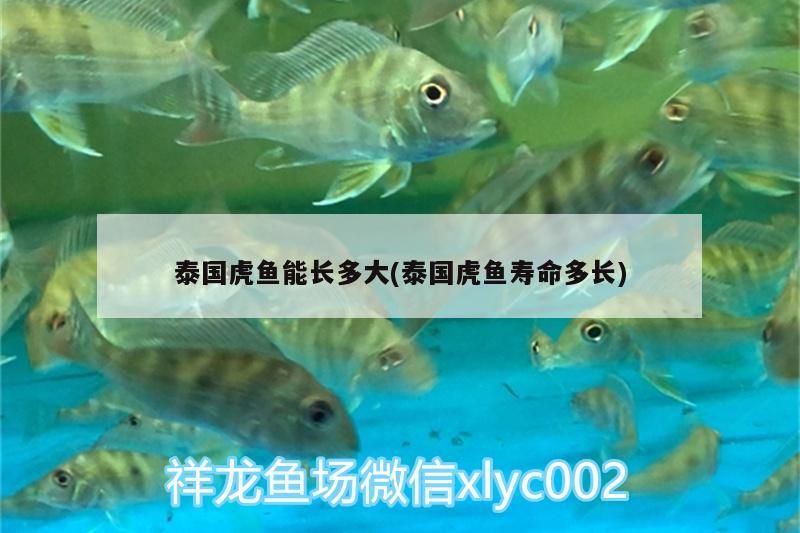 泰國(guó)虎魚(yú)能長(zhǎng)多大(泰國(guó)虎魚(yú)壽命多長(zhǎng)) 泰國(guó)虎魚(yú)能長(zhǎng)多大(泰國(guó)虎魚(yú)壽命多長(zhǎng)) 虎魚(yú)百科 第3張