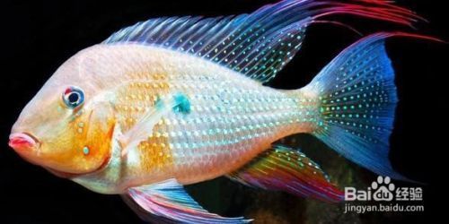 元寶鳳凰魚百度百科：元寶鳳凰魚文化寓意探究元寶鳳凰魚飼養誤區