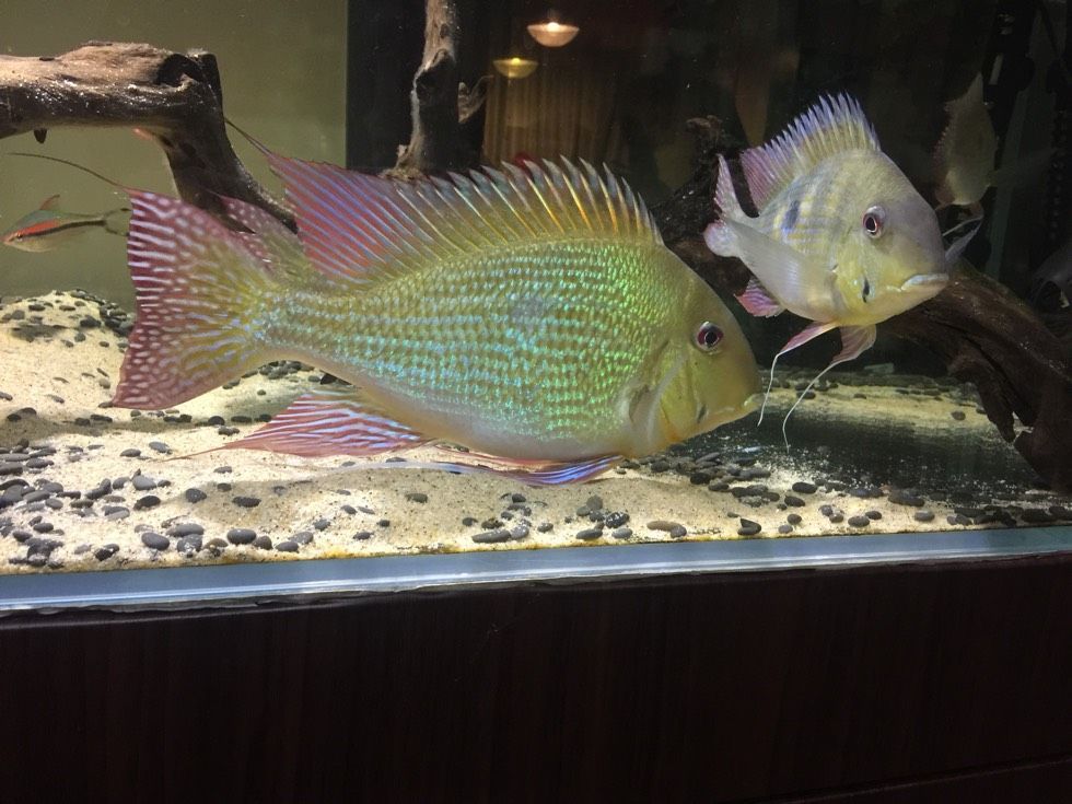 元寶鳳凰魚百度百科：元寶鳳凰魚文化寓意探究元寶鳳凰魚飼養誤區