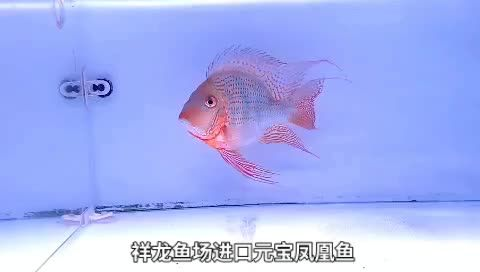 祥龍魚場進(jìn)口元寶鳳凰魚：祥龍魚場進(jìn)口元寶鳳凰魚,產(chǎn)地馬來西亞祥龍魚場