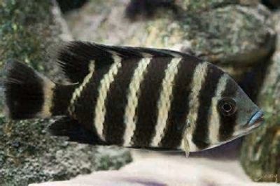 鸚鵡魚(yú)混養(yǎng)空間需求指南，鸚鵡魚(yú)混養(yǎng)水質(zhì)管理技巧,如何避免鸚鵡魚(yú)混養(yǎng)爭(zhēng)斗