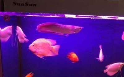 鸚鵡魚(yú)混養(yǎng)空間需求指南，鸚鵡魚(yú)混養(yǎng)水質(zhì)管理技巧,如何避免鸚鵡魚(yú)混養(yǎng)爭(zhēng)斗