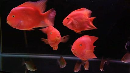 鸚鵡魚(yú)混養(yǎng)空間需求指南，鸚鵡魚(yú)混養(yǎng)水質(zhì)管理技巧,如何避免鸚鵡魚(yú)混養(yǎng)爭(zhēng)斗