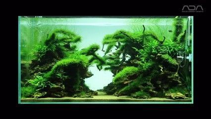 30厘米魚缸怎么造景，30cm魚缸造景搭配技巧