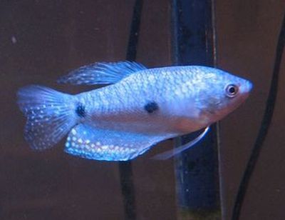 龍魚的水溫多少合適養魚苗