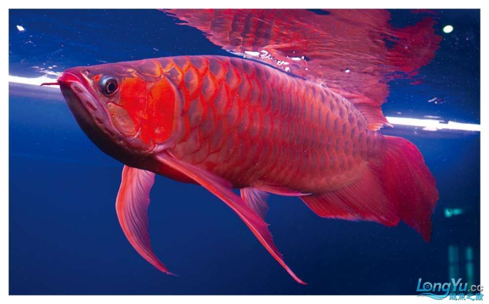 紅龍魚和元寶鳳凰混養(yǎng)好不好：紅龍魚和元寶鳳凰混養(yǎng)需要充分的準備和專業(yè)知識