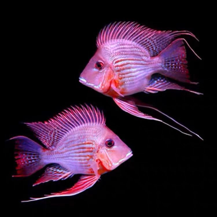 紅龍魚和元寶鳳凰混養(yǎng)好不好：紅龍魚和元寶鳳凰混養(yǎng)需要充分的準備和專業(yè)知識