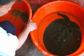 魟魚會怕癢嗎怎么養：關于魟魚是否怕癢存在一定的爭議 魟魚會怕癢嗎怎么養：關于魟魚是否怕癢存在一定的爭議 魟魚百科 第4張