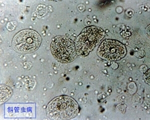 最兇猛的雷龍魚排行榜：雷龍魚中的兇猛霸主，探秘最猛雷龍魚 最兇猛的雷龍魚排行榜：雷龍魚中的兇猛霸主，探秘最猛雷龍魚 龍魚百科 第2張