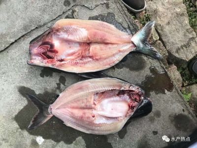 最兇猛的雷龍魚排行榜：雷龍魚中的兇猛霸主，探秘最猛雷龍魚 最兇猛的雷龍魚排行榜：雷龍魚中的兇猛霸主，探秘最猛雷龍魚 龍魚百科 第3張