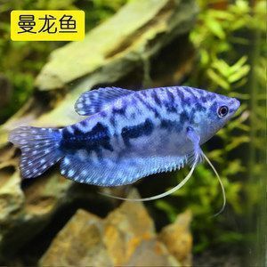 三紋虎魚繁殖環(huán)境要求，三紋虎魚繁殖的最佳水溫
