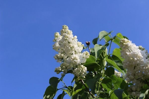 金老虎魚缸內植物配置，金老虎魚缸內植物的配置