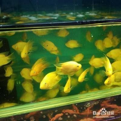 元寶鳳凰魚水質管理技巧：元寶鳳凰魚的選購技巧