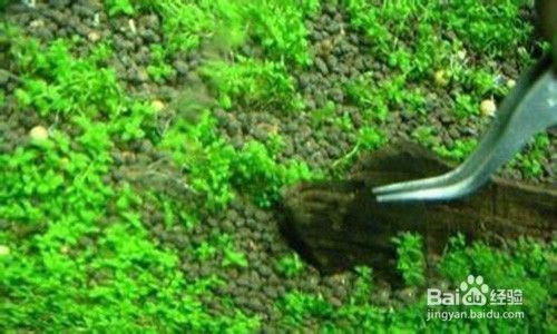 金龍魚尾巴小怎么辦