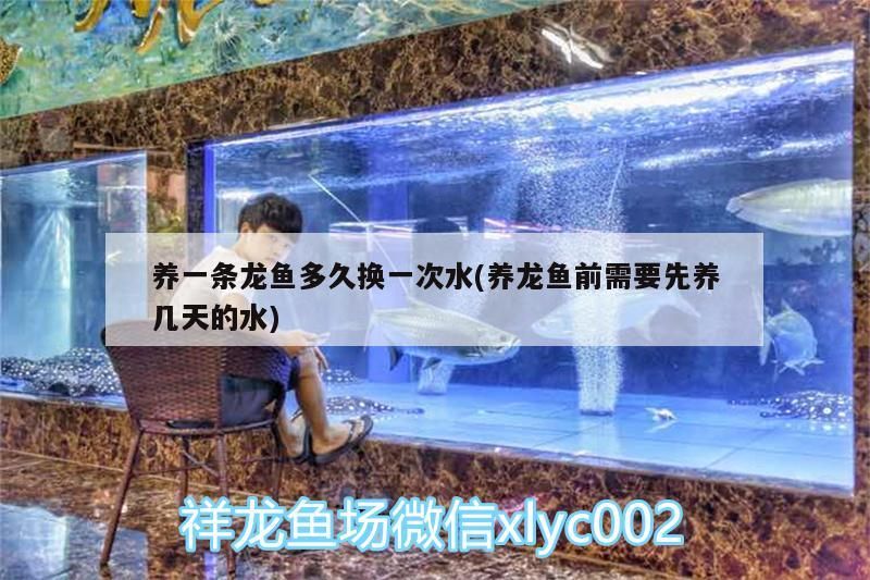 養一條龍魚多久換一次水(養龍魚前需要先養幾天的水) 養一條龍魚多久換一次水(養龍魚前需要先養幾天的水) 魟魚百科 第3張