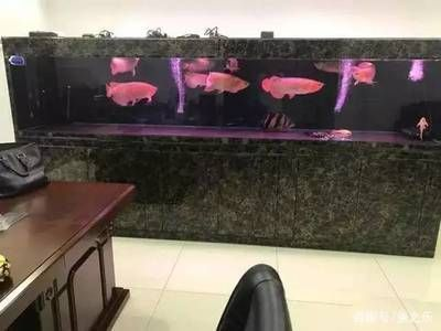 細線銀板魚苗與龍魚混養的成功案例，細線銀板魚苗與龍魚混養成功案例