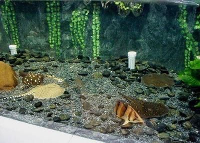 泰國虎魚飼養密度最佳實踐，泰國虎魚水質管理技巧，泰國虎魚喂食量控制方法