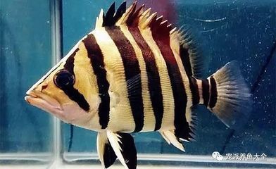 印尼虎魚苗混養最佳伴侶，印尼虎魚混養飼料選擇 印尼虎魚苗混養最佳伴侶，印尼虎魚混養飼料選擇 虎魚百科 第6張