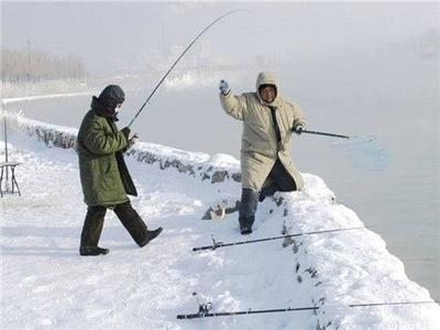 最新金龍魚飼料價格表圖片：金龍魚飼料價格洞察，市場動態(tài)與養(yǎng)殖成本考量