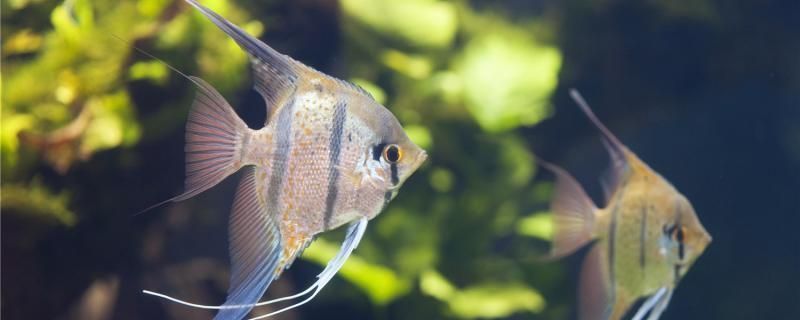 如何飼養鴨嘴鯊魚？，飼養鴨嘴鯊魚需要特殊的環境和護理，鴨嘴鯊魚混養搭配技巧