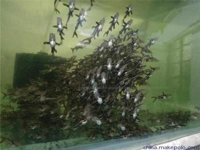 如何飼養鴨嘴鯊魚？，飼養鴨嘴鯊魚需要特殊的環境和護理，鴨嘴鯊魚混養搭配技巧