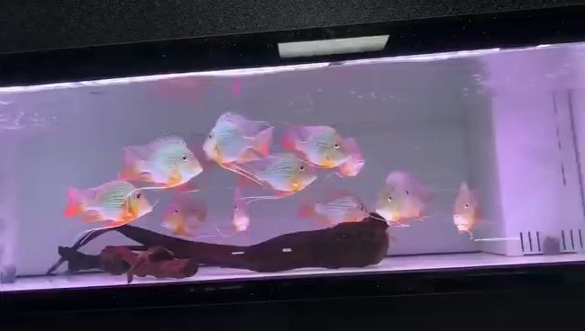 極品進口元寶鳳凰魚祥龍魚場：元寶鳳凰魚祥龍魚場