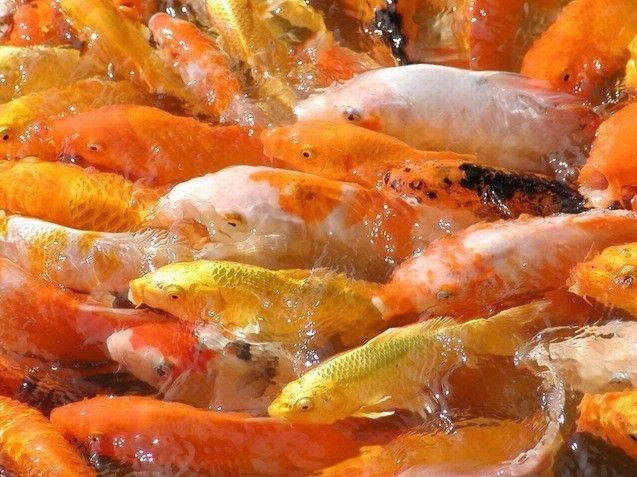 紅龍魚和元寶鳳凰混養(yǎng)可以嗎圖片欣賞(紅龍魚和元寶鳳凰混養(yǎng)可以嗎圖片欣賞一下)
