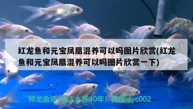 紅龍魚和元寶鳳凰混養(yǎng)可以嗎圖片欣賞(紅龍魚和元寶鳳凰混養(yǎng)可以嗎圖片欣賞一下)