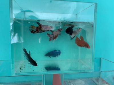 申古銀版魚(yú)混養(yǎng)空間要求，申古銀版魚(yú)混養(yǎng)時(shí)需要考慮的問(wèn)題