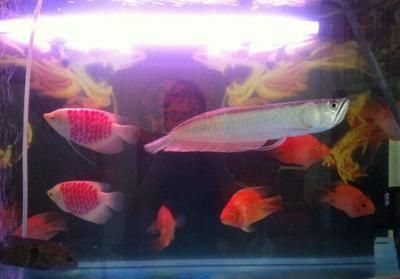 申古銀版魚(yú)混養(yǎng)空間要求，申古銀版魚(yú)混養(yǎng)時(shí)需要考慮的問(wèn)題