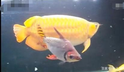 虎魚和龍魚哪個厲害點 龍魚百科 第3張 虎魚和龍魚哪個厲害點 虎魚和龍魚哪個厲害點 龍魚百科 第3張