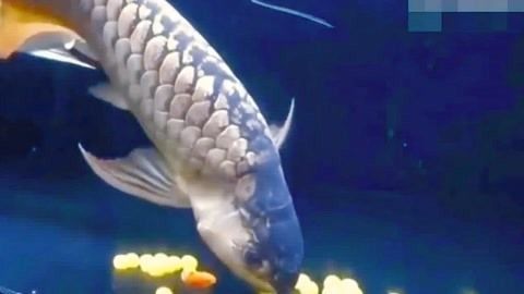 龍魚吃不吃豬肉粒子