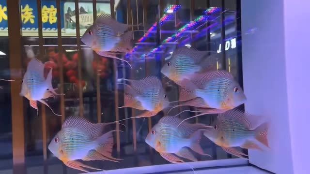 祥龍魚場的元寶鳳凰魚：祥龍魚場元寶鳳凰魚 祥龍魚場的元寶鳳凰魚：祥龍魚場元寶鳳凰魚 元寶鳳凰魚百科 第3張