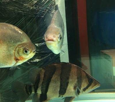 混養印尼三紋虎的魚種選擇，印尼三紋虎與金龍魚混養注意事項