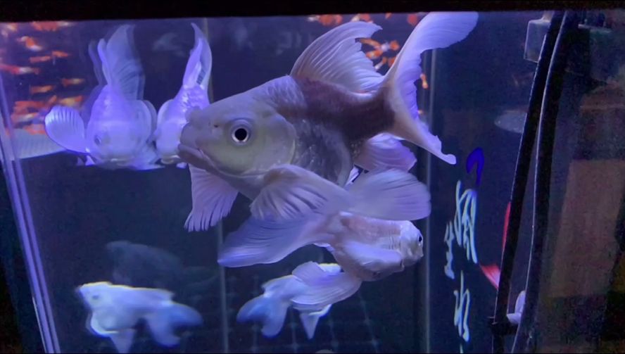 蝴蝶鯉魚苗混養(yǎng)搭配技巧，蝴蝶鯉魚苗混養(yǎng)搭配技巧是提高養(yǎng)殖效率和魚類健康的關(guān)鍵