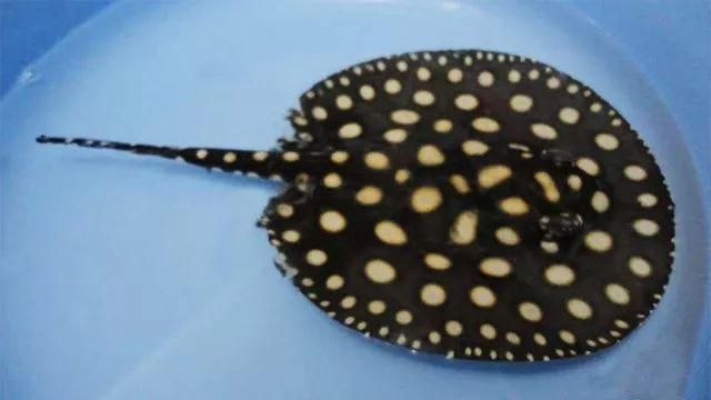 皇冠魟魚身上起痘痘是咋回事：皇冠魟魚身上起痘痘是咋回事皇冠魟魚身上起痘痘是咋回事