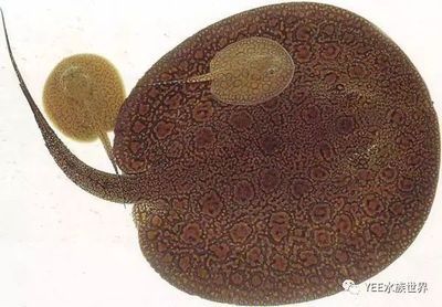 魟魚多久性成熟在幾月份開始生長：魟魚多久性成熟時間和生長周期受到品種、飼養環境等因素影響