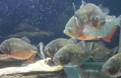 蘇虎魚繁殖條件設置,蘇虎魚的繁殖條件設置需要考慮多個方面 虎魚百科 第3張 蘇虎魚繁殖條件設置,蘇虎魚的繁殖條件設置需要考慮多個方面 蘇虎魚繁殖條件設置,蘇虎魚的繁殖條件設置需要考慮多個方面 虎魚百科 第3張