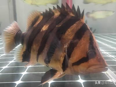 蘇虎魚繁殖條件設置,蘇虎魚的繁殖條件設置需要考慮多個方面 虎魚百科 第5張 蘇虎魚繁殖條件設置,蘇虎魚的繁殖條件設置需要考慮多個方面 蘇虎魚繁殖條件設置,蘇虎魚的繁殖條件設置需要考慮多個方面 虎魚百科 第5張