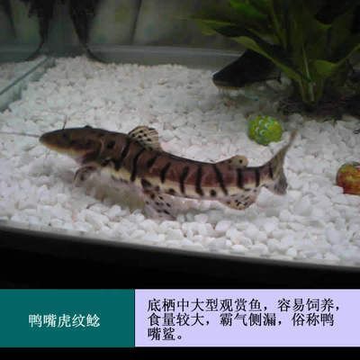 鴨嘴鯊魚的飼養技巧分享，鴨嘴鯊魚的飼養技巧