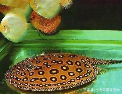 魟魚最佳配魚餌是什么魚:魟魚最佳配魚餌是什么魚最佳配魚餌是什么魚餌是什么魚 魟魚百科 第3張 魟魚最佳配魚餌是什么魚:魟魚最佳配魚餌是什么魚最佳配魚餌是什么魚餌是什么魚 魟魚最佳配魚餌是什么魚:魟魚最佳配魚餌是什么魚最佳配魚餌是什么魚餌是什么魚 魟魚百科 第3張