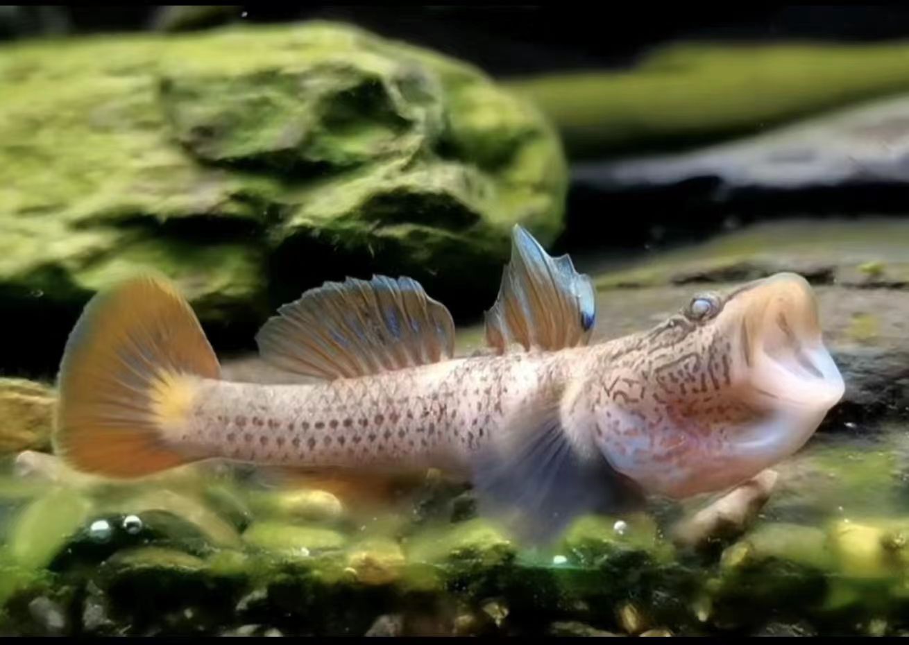 蘇虎魚低溫保護(hù)措施，農(nóng)業(yè)農(nóng)村部漁業(yè)漁政管理局提出冬季水產(chǎn)養(yǎng)殖技術(shù)指引